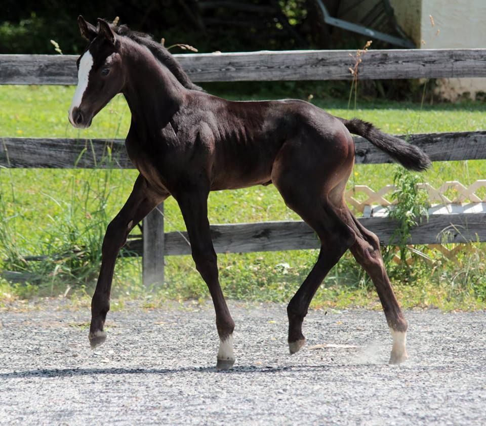 GK Calucci Colt 2015