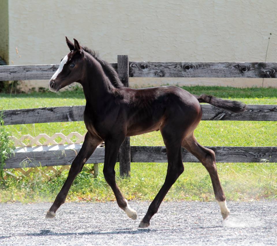 GK Calucci Colt 2015