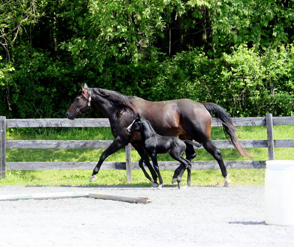 GK Calucci Colt 2015