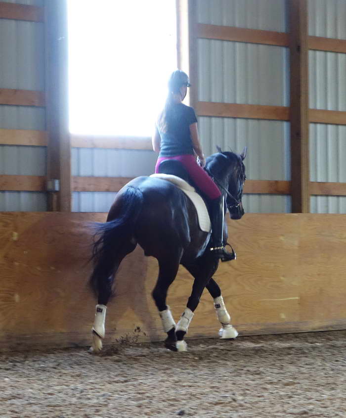 Rhosie ~ Todd Bryan Clinic June 2013