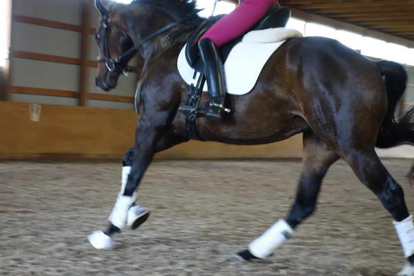 Rhosie ~ Todd Bryan Clinic June 2013