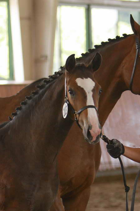 Ruzar Inspections 2008