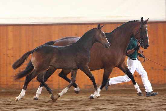 Ruzar Inspections 2008