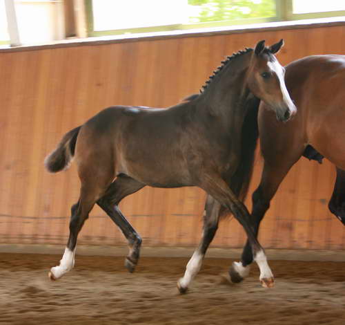 Ruzar Inspections 2008