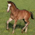 Ruzar