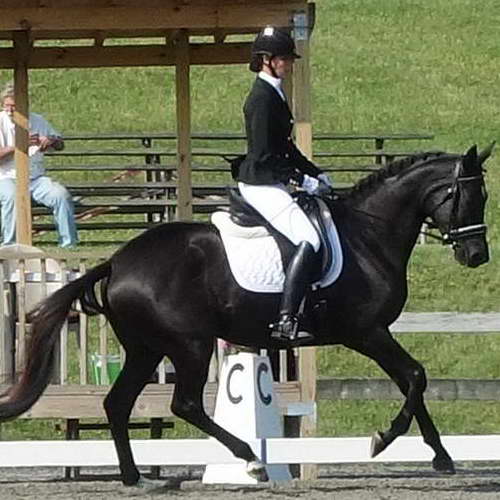 Willow at Morven Park International Eq Center 2014